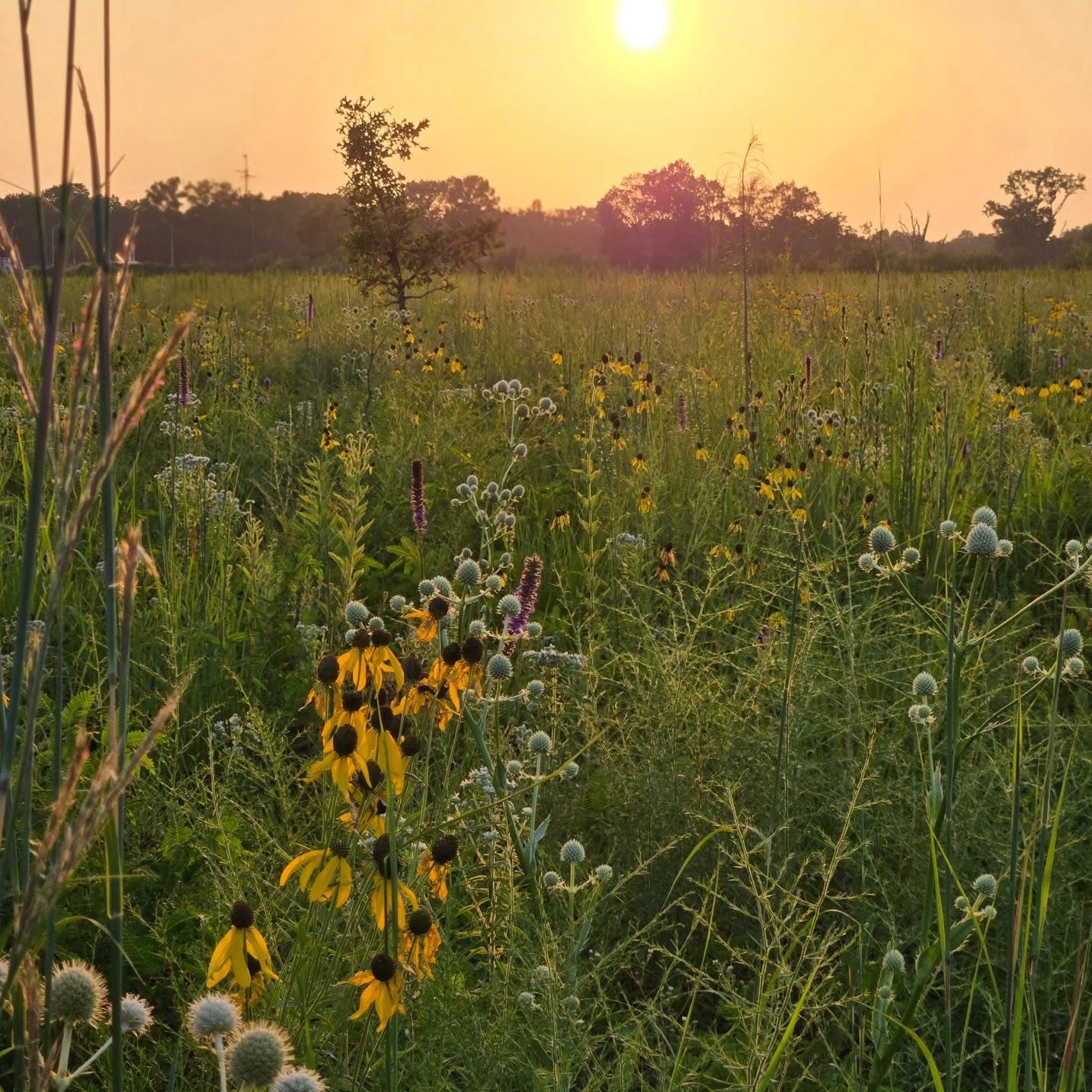 Sun setting over the prairie planting at the nursery