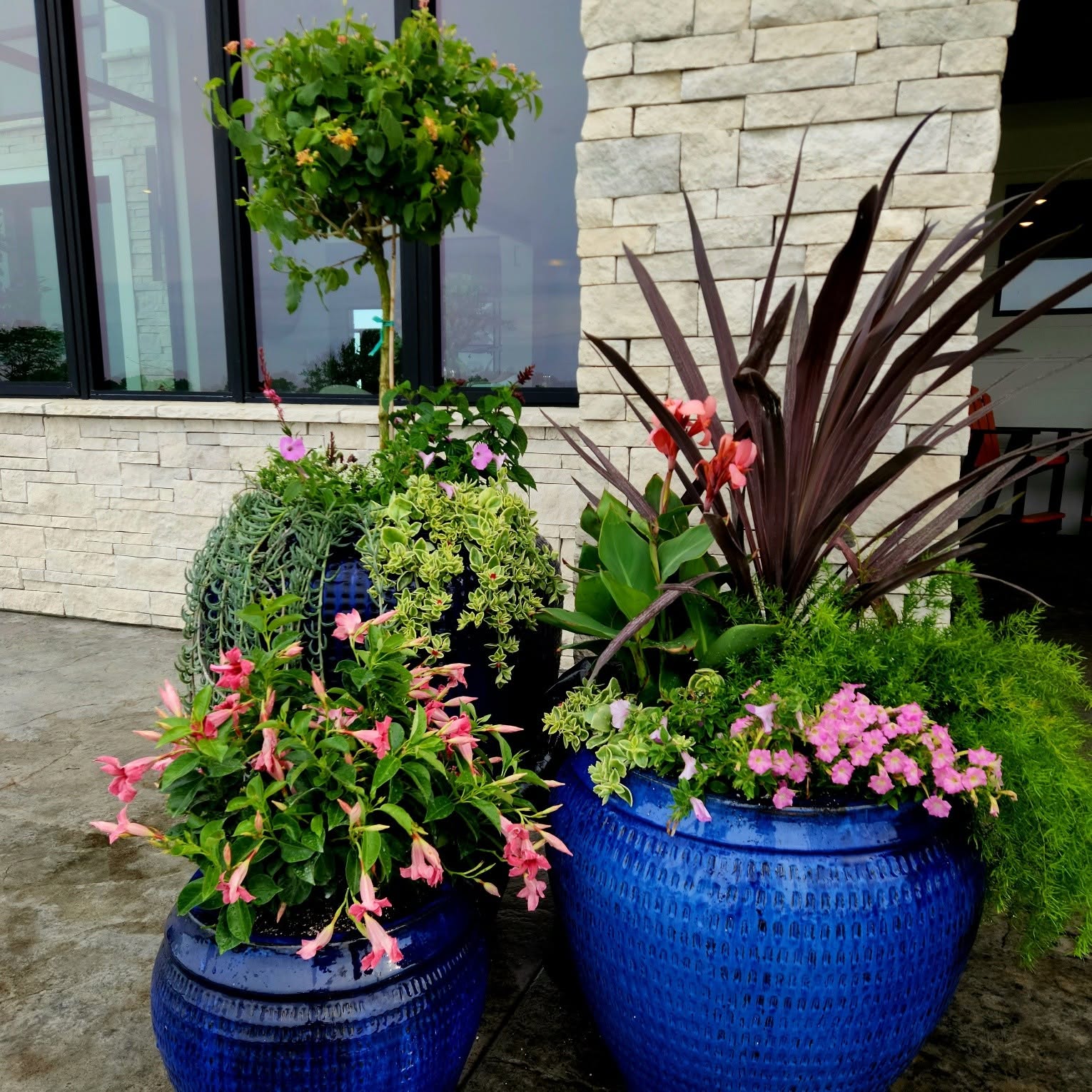 Blue glazed containers planted for the season