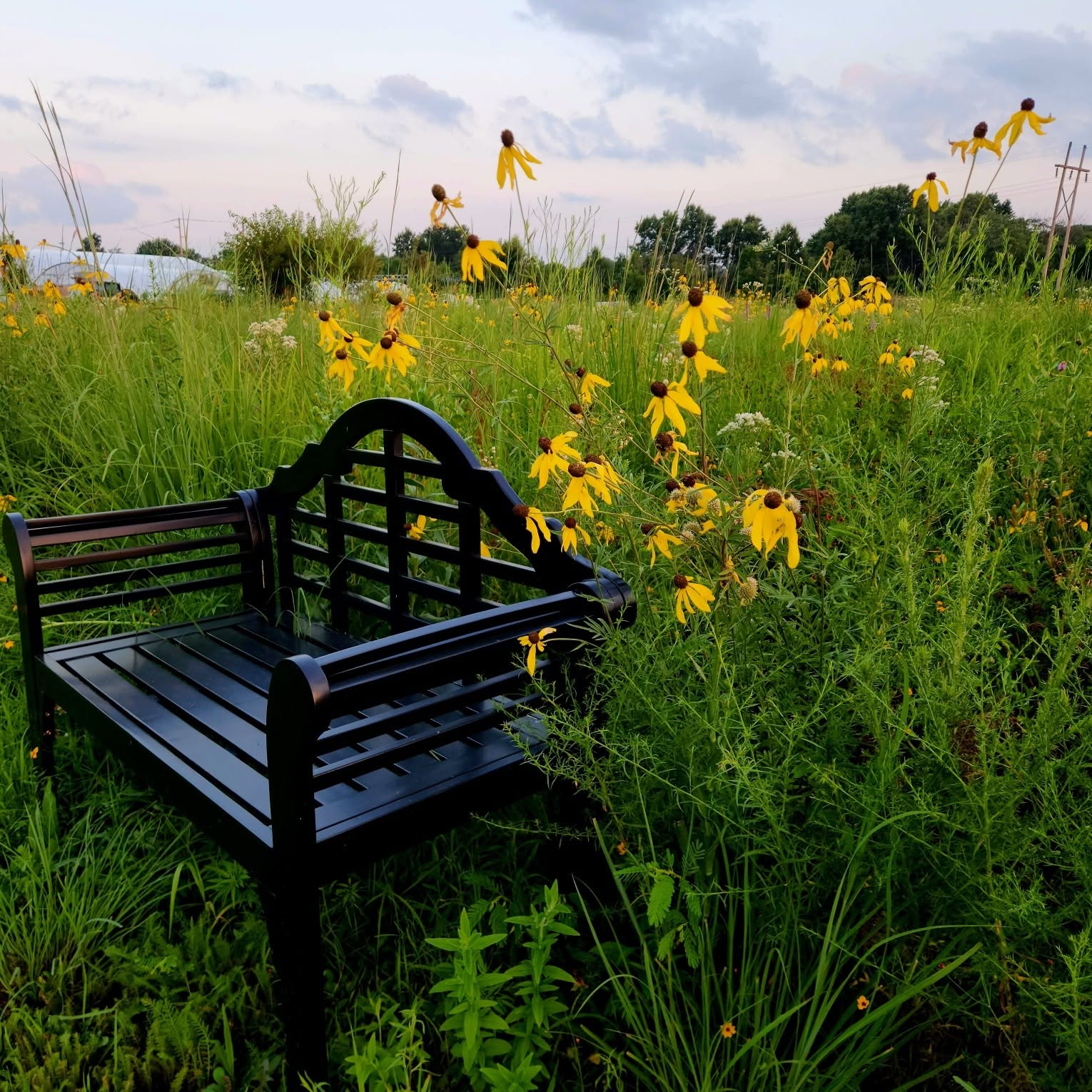 A bench set among wildflowers in the prairie planting